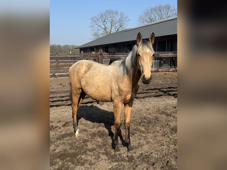 NRPS Giumenta 1 Anno 140 cm Pelle di daino in Apeldoorn