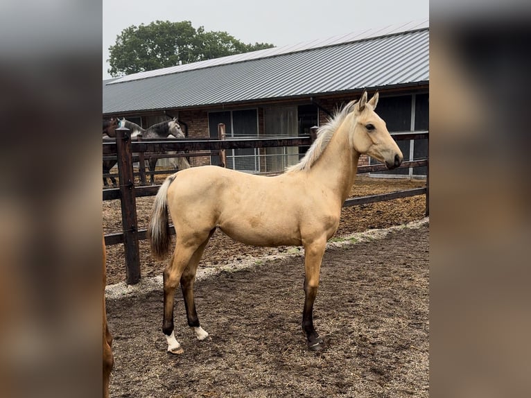 NRPS Giumenta 1 Anno 140 cm Pelle di daino in Apeldoorn