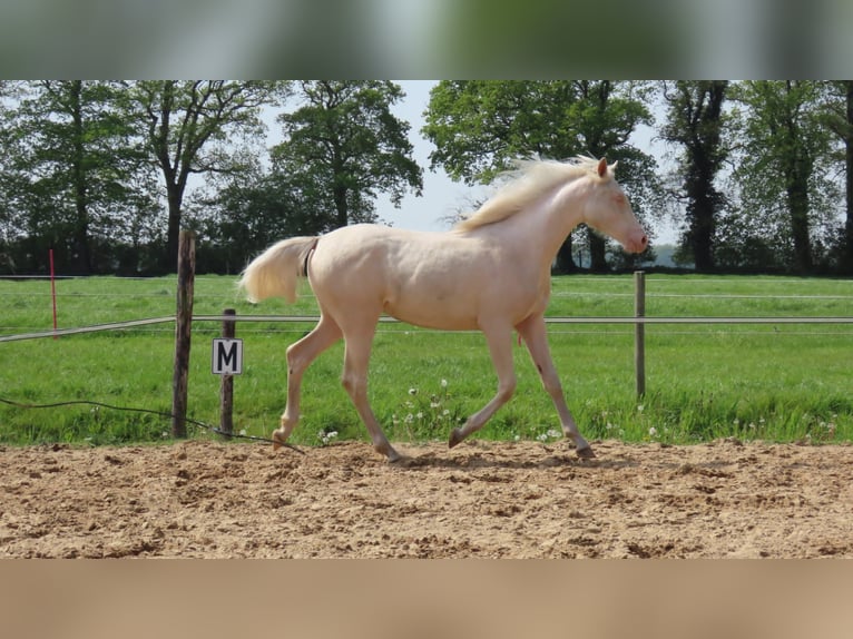 NRPS Giumenta 1 Anno 164 cm Palomino in Wapse