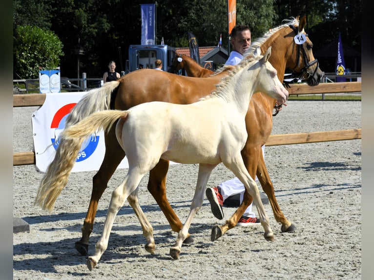 NRPS Giumenta 1 Anno 164 cm Palomino in Wapse