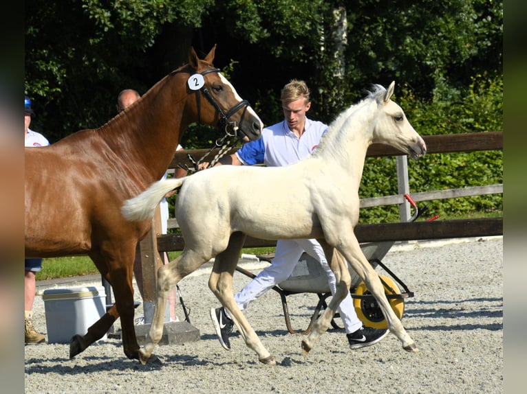 NRPS Giumenta 1 Anno 164 cm Palomino in Wapse