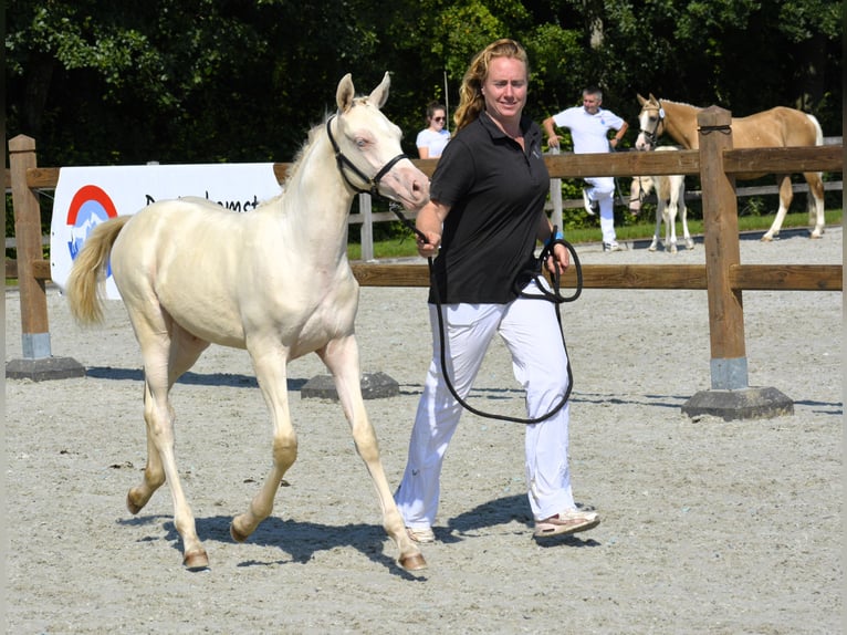 NRPS Giumenta 1 Anno 164 cm Palomino in Wapse