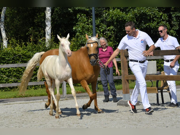 NRPS Giumenta 1 Anno 164 cm Palomino in Wapse