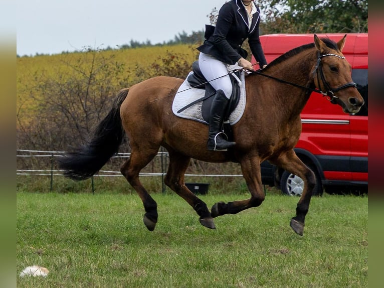 NRPS Giumenta 22 Anni 145 cm  in Trebbin