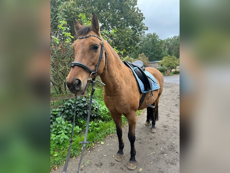 NRPS Giumenta 22 Anni 145 cm  in Trebbin