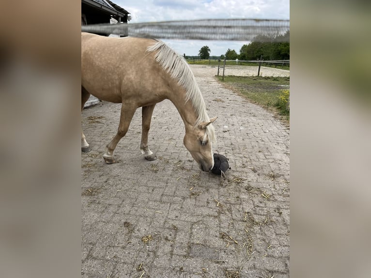 NRPS Giumenta 2 Anni 142 cm Palomino in Veeningen