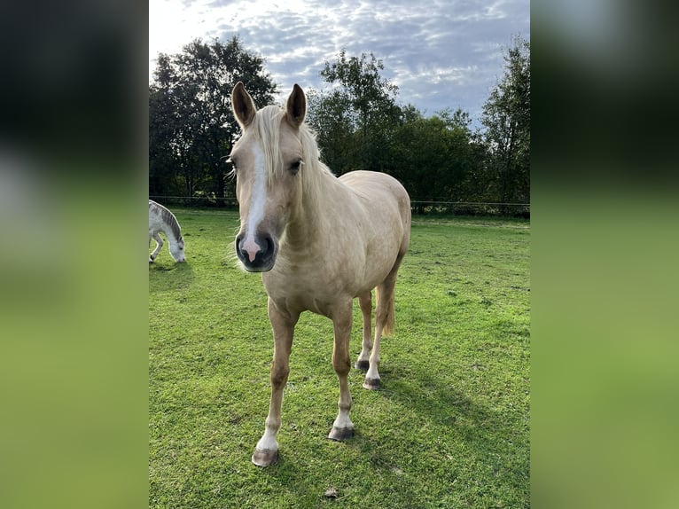 NRPS Giumenta 2 Anni 142 cm Palomino in Veeningen