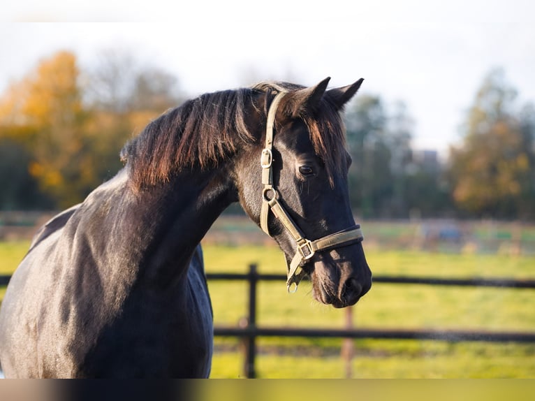 NRPS Giumenta 2 Anni 160 cm Morello in Groningen