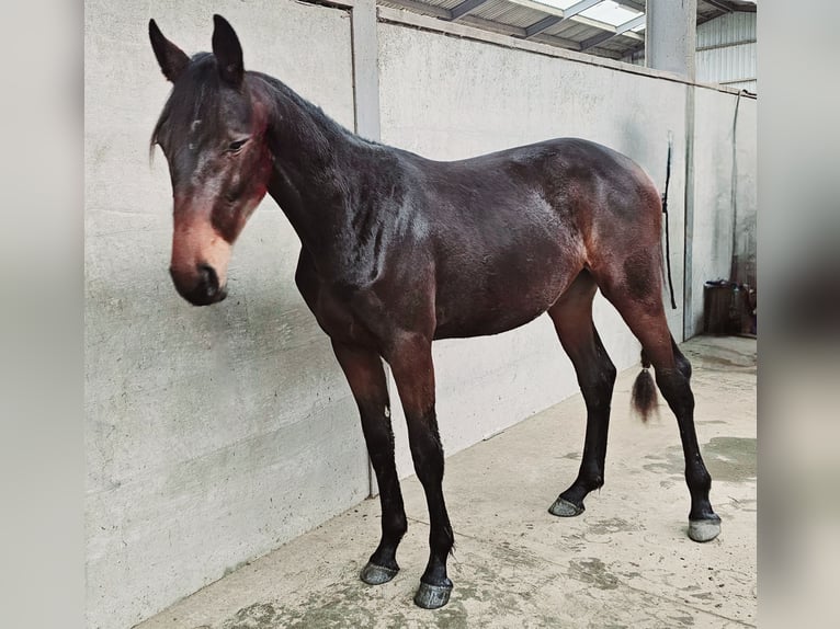 NRPS Giumenta 2 Anni 180 cm Baio in Landgraaf