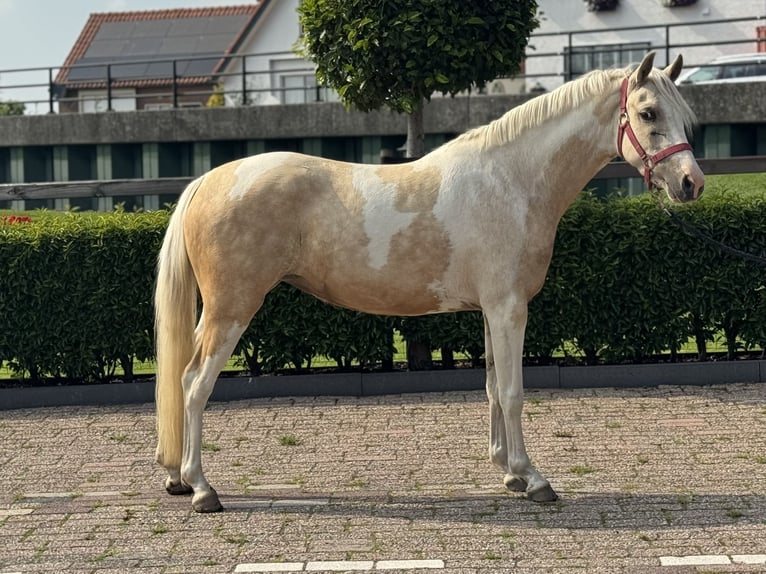 NRPS Mix Giumenta 3 Anni 132 cm Pezzato in IJsselstein