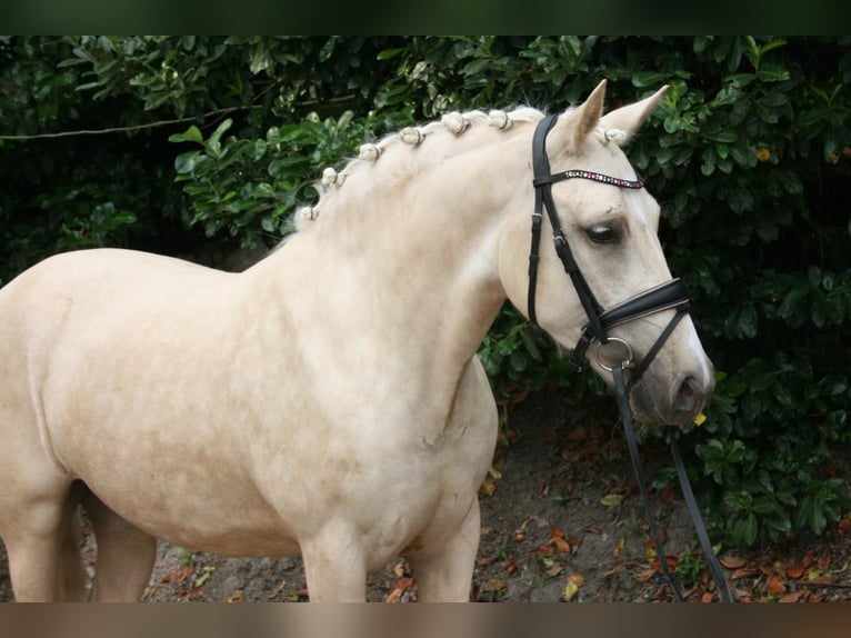 NRPS Giumenta 3 Anni 137 cm Palomino in Hooge Mierde