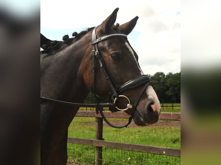 NRPS Giumenta 3 Anni 142 cm Baio scuro in Markelo