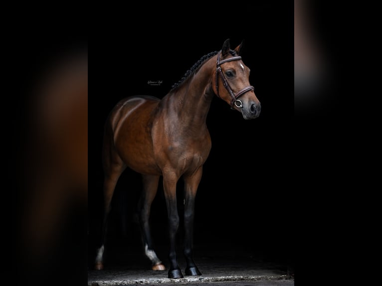 NRPS Giumenta 3 Anni 143 cm Baio in Gelselaar