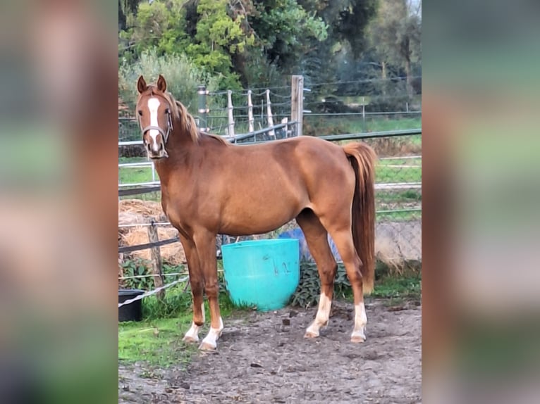 NRPS Giumenta 3 Anni 146 cm Sauro in Sint Hubert