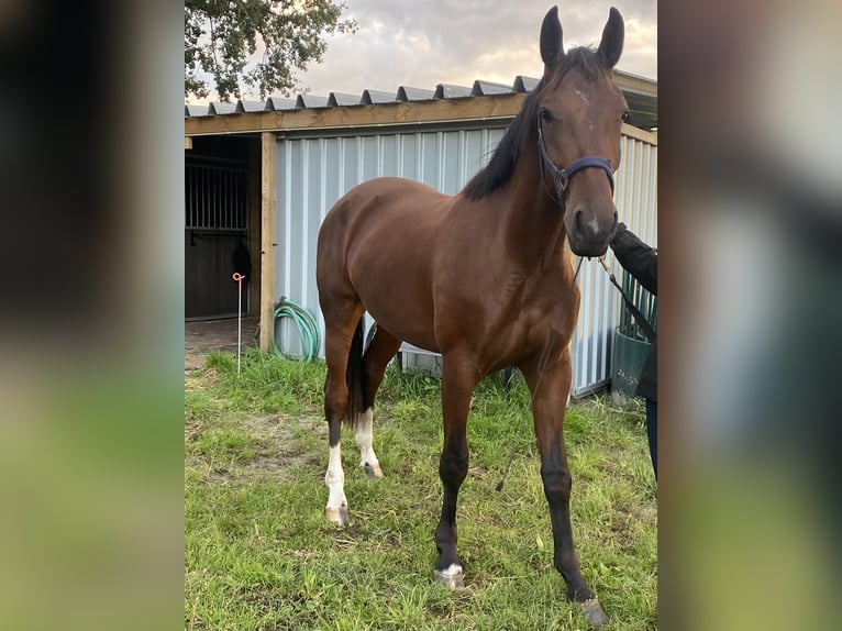 NRPS Giumenta 3 Anni 156 cm Baio in Stieltjeskanaal