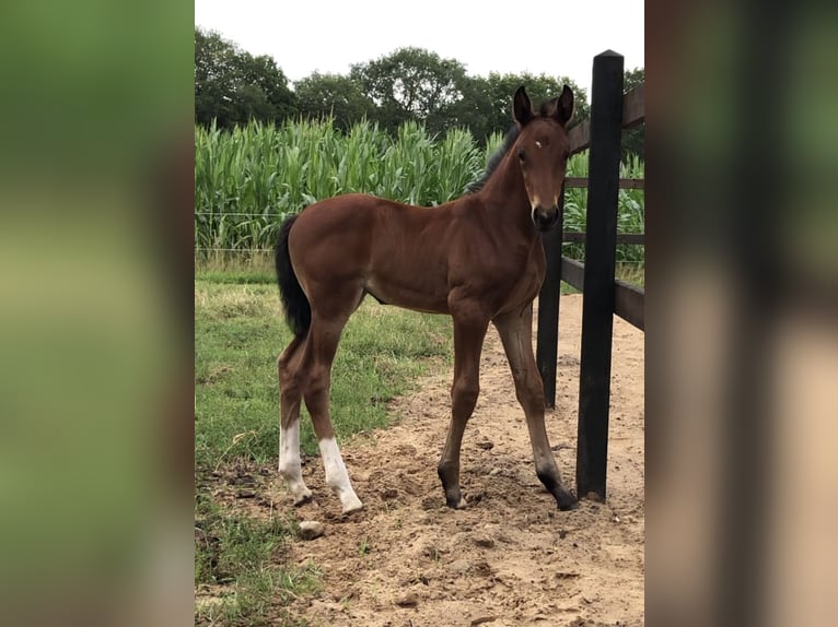 NRPS Giumenta 3 Anni 156 cm Baio in Stieltjeskanaal