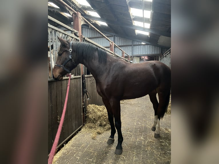 NRPS Giumenta 3 Anni 156 cm Baio in Stieltjeskanaal