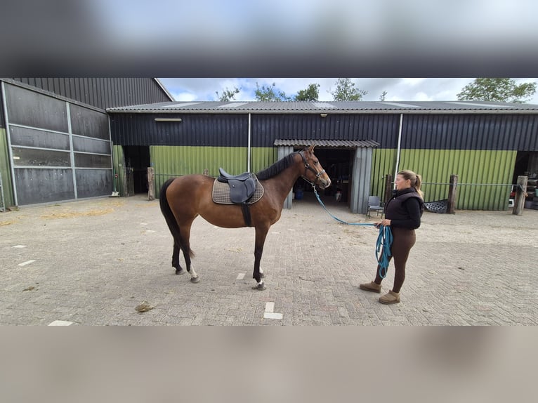 NRPS Giumenta 3 Anni 158 cm Baio in Eemnes