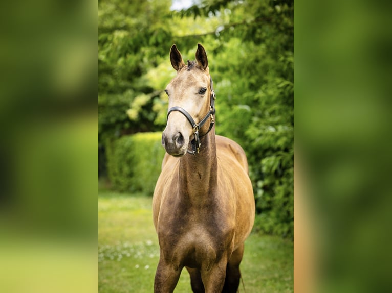NRPS Giumenta 3 Anni 165 cm Pelle di daino in Tholen