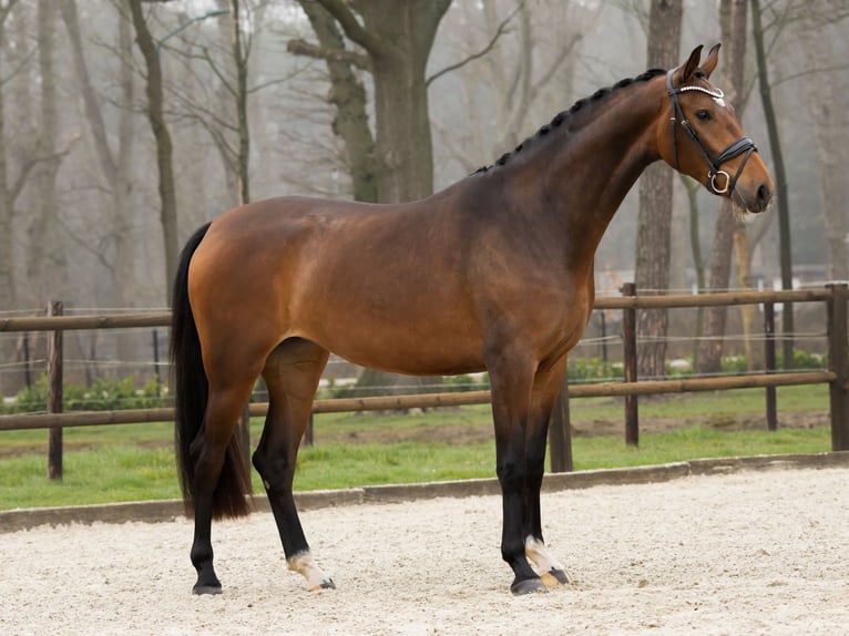 NRPS Giumenta 3 Anni 166 cm Baio in Loon op Zand