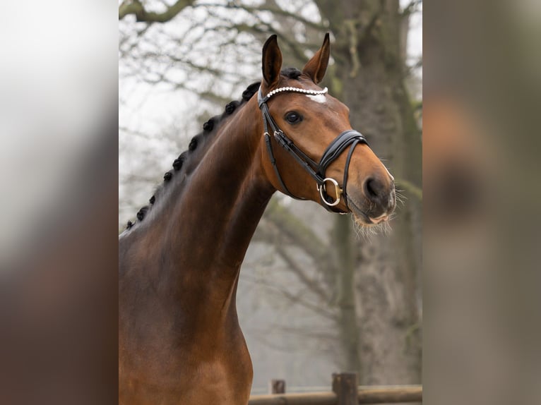 NRPS Giumenta 3 Anni 166 cm Baio in Loon op Zand