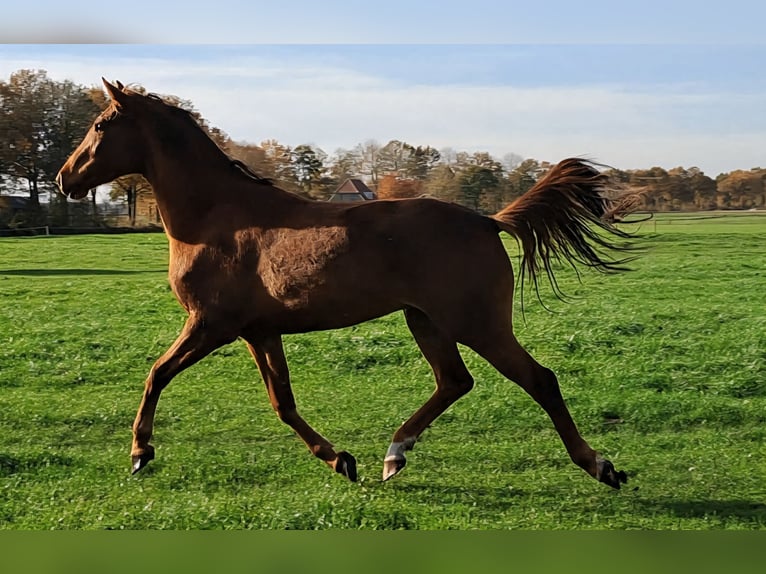 NRPS Giumenta 3 Anni 166 cm Sauro in Dalerveen