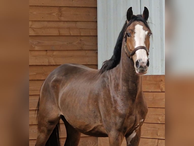 NRPS Giumenta 3 Anni  in Den Ham