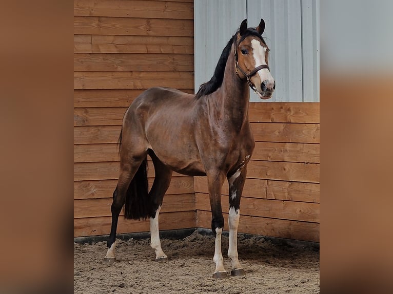 NRPS Giumenta 3 Anni  in Den Ham