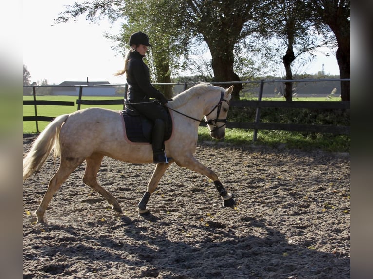 NRPS Mix Giumenta 4 Anni 144 cm Palomino in Hellevoetsluis