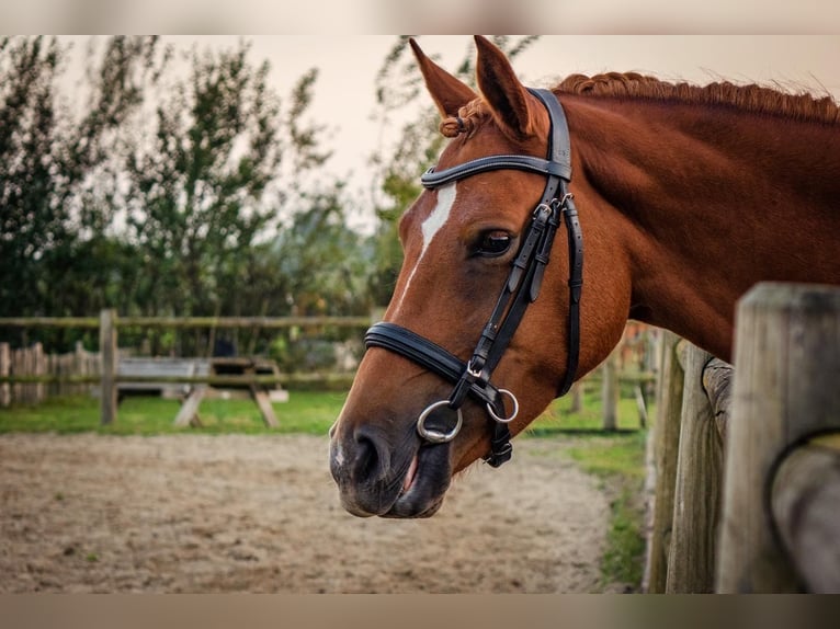 NRPS Giumenta 4 Anni 145 cm Sauro ciliegia in Sint-Oedenrode