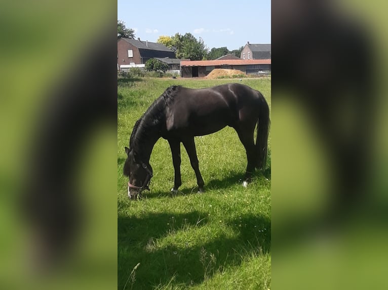 NRPS Giumenta 4 Anni 147 cm Morello in Meerlo