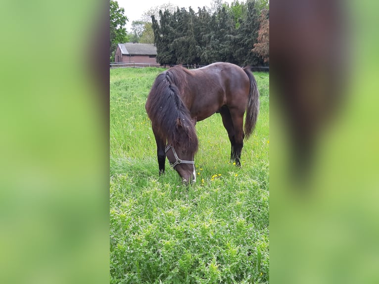 NRPS Giumenta 4 Anni 147 cm Morello in Meerlo