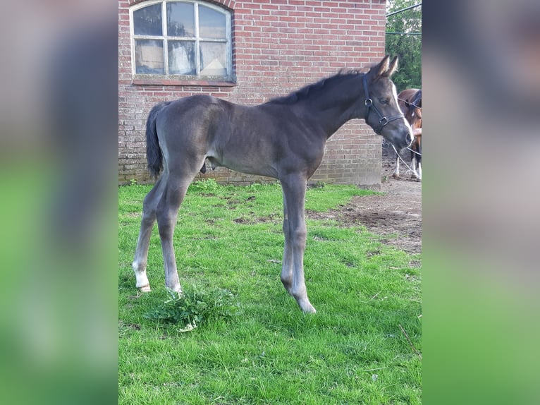 NRPS Giumenta 4 Anni 147 cm Morello in Meerlo