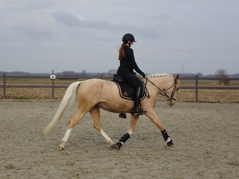 NRPS Giumenta 4 Anni 147 cm Palomino in Reningelst