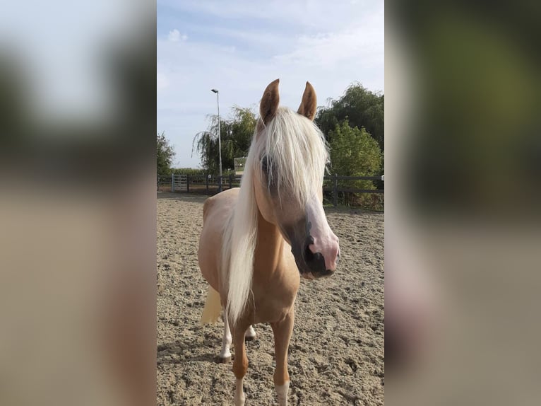 NRPS Giumenta 4 Anni 147 cm Palomino in Reningelst