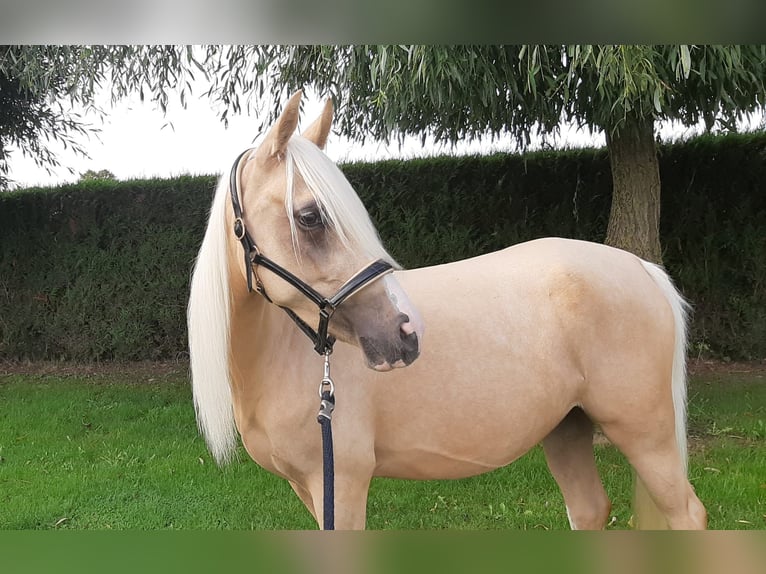 NRPS Giumenta 4 Anni 147 cm Palomino in Reningelst