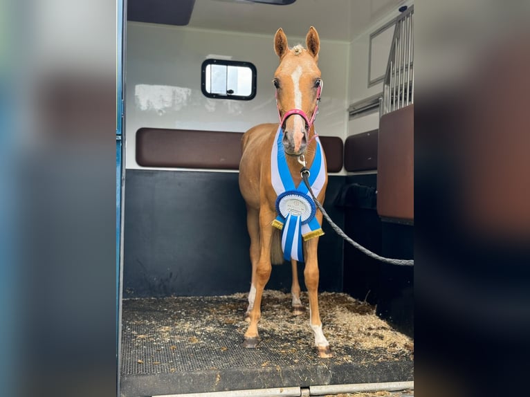 NRPS Giumenta 4 Anni 147 cm Palomino in Reningelst