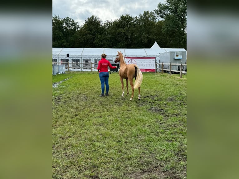 NRPS Giumenta 4 Anni 147 cm Palomino in Reningelst