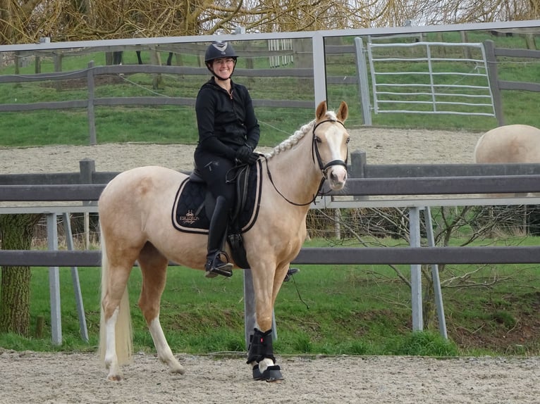 NRPS Giumenta 4 Anni 147 cm Palomino in Reningelst