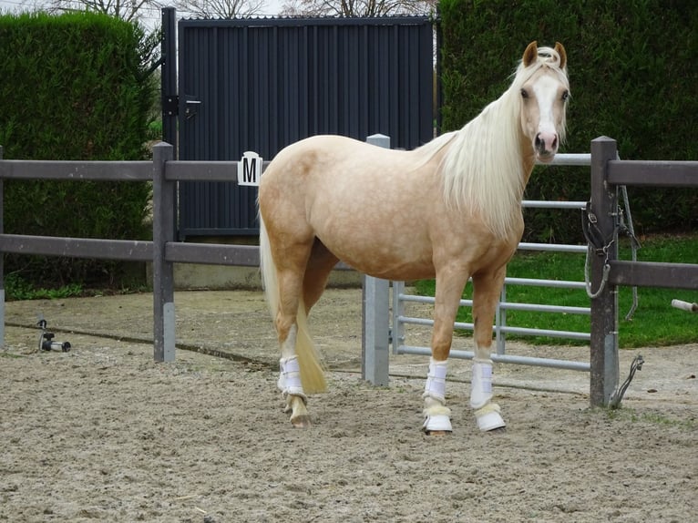 NRPS Giumenta 4 Anni 147 cm Palomino in Reningelst