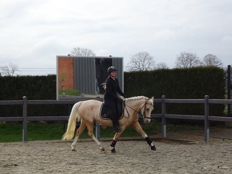 NRPS Giumenta 4 Anni 147 cm Palomino in Reningelst