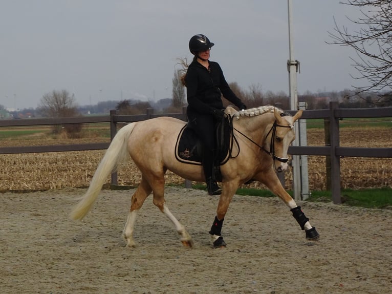 NRPS Giumenta 4 Anni 147 cm Palomino in Reningelst