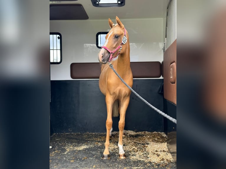 NRPS Giumenta 4 Anni 147 cm Palomino in Reningelst