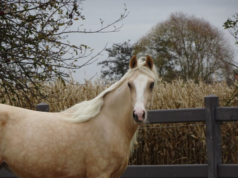 NRPS Giumenta 4 Anni 147 cm Palomino in Reningelst