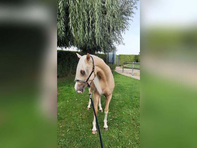 NRPS Giumenta 4 Anni 147 cm Palomino in Reningelst