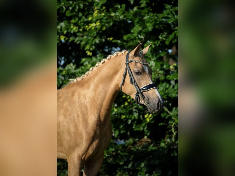 NRPS Giumenta 4 Anni 148 cm Palomino in Sint Hubert