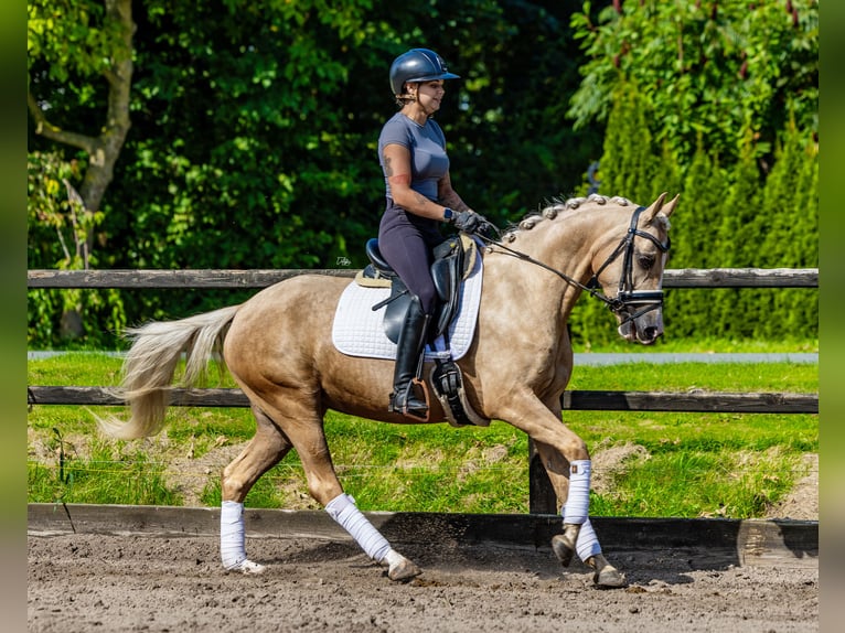 NRPS Giumenta 4 Anni 152 cm Palomino in Biddinghuizen