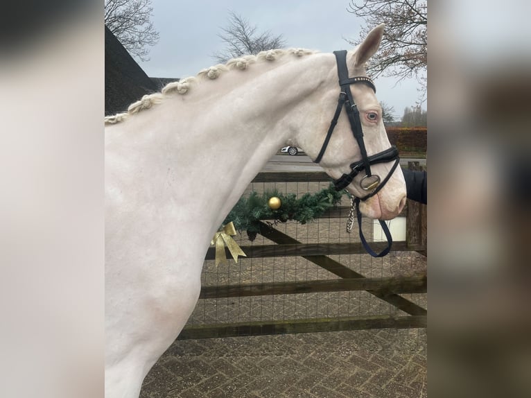 NRPS Giumenta 4 Anni 153 cm Cremello in Helvoirt