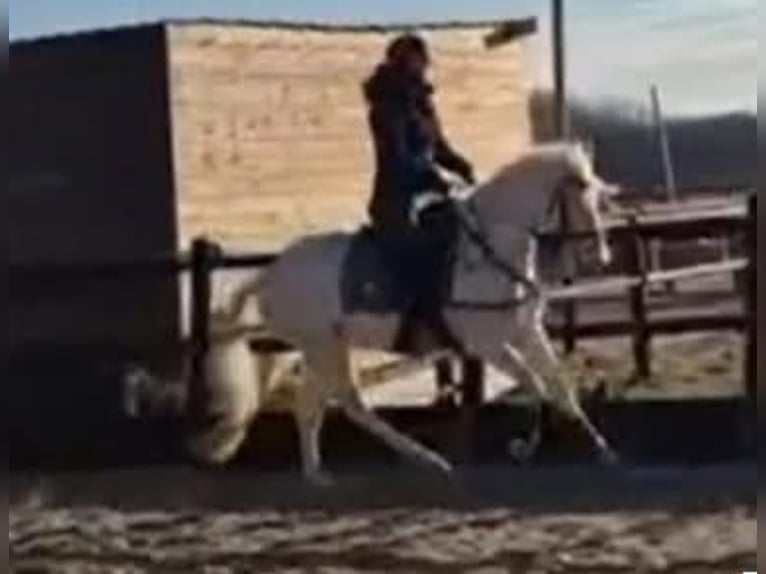 NRPS Giumenta 4 Anni 153 cm Cremello in Helvoirt