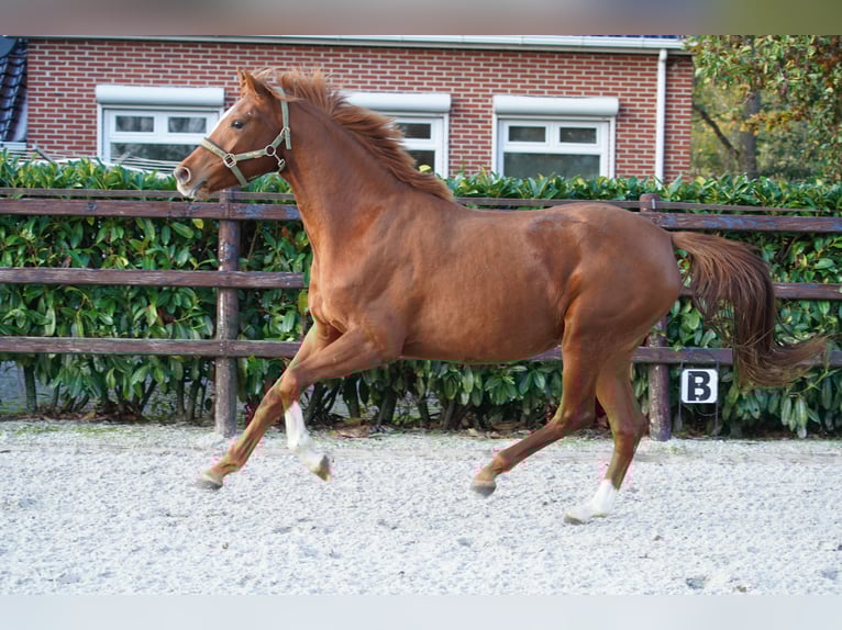 NRPS Giumenta 4 Anni 160 cm Morello in Groningen